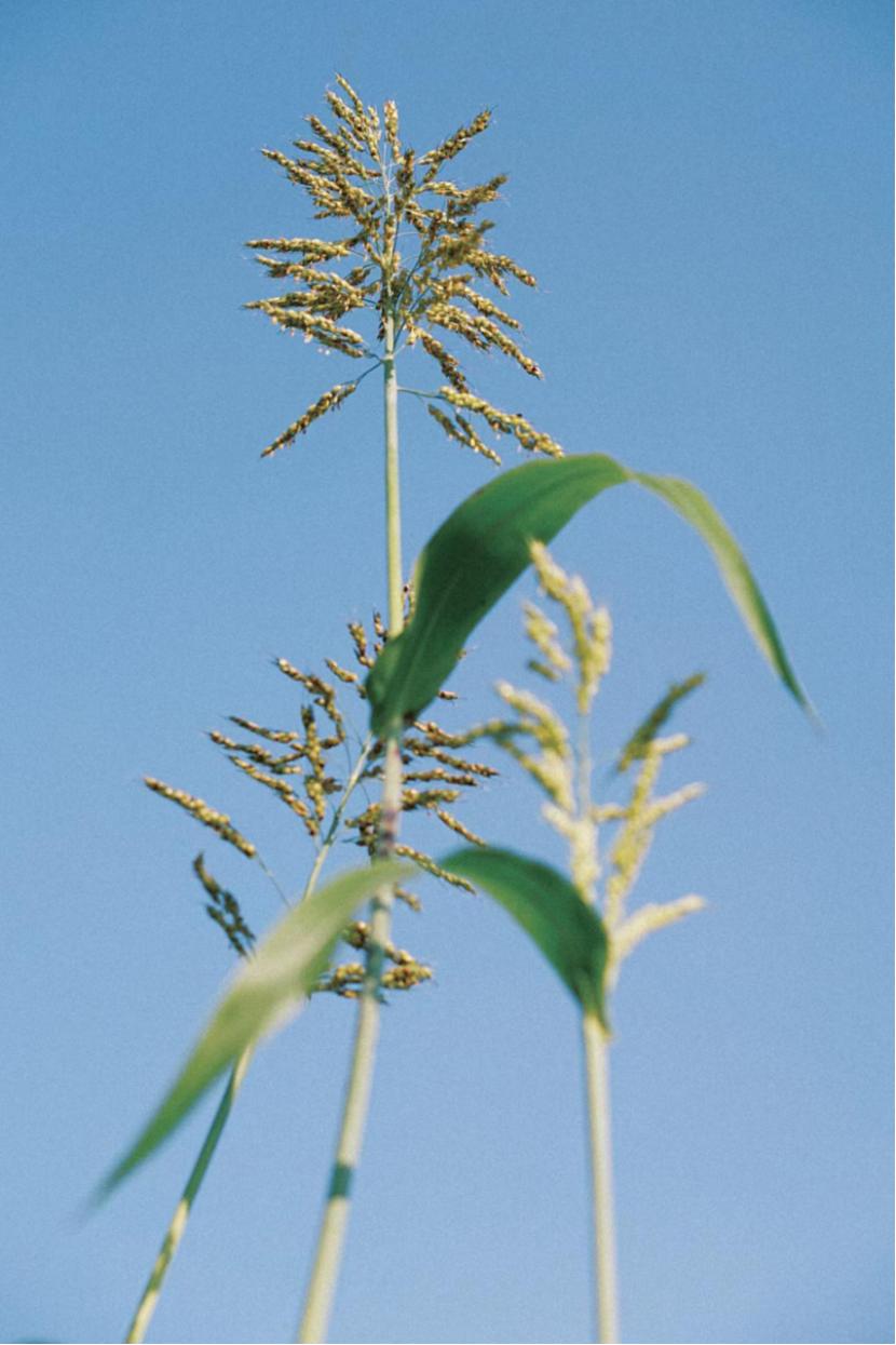 山东十大最美校园,山东最美校园大学