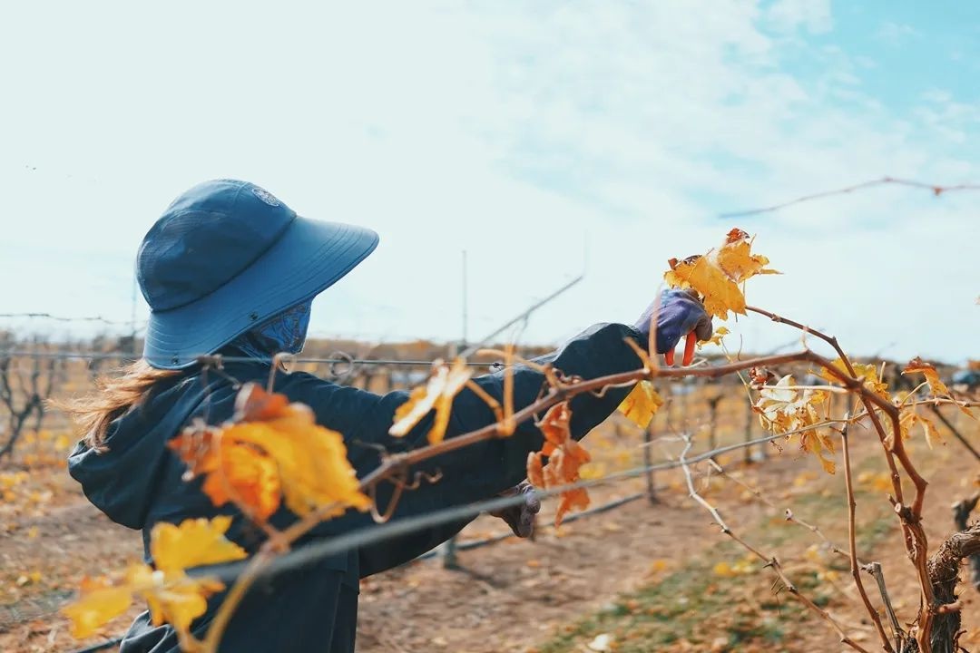 在澳洲摘葡萄的女孩,22岁女生澳洲打工度假