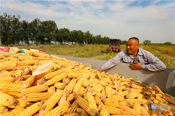山东哪里的玉米最好,山东玉米高产前十名