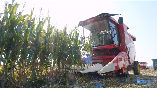 山东哪里的玉米最好,山东玉米高产前十名