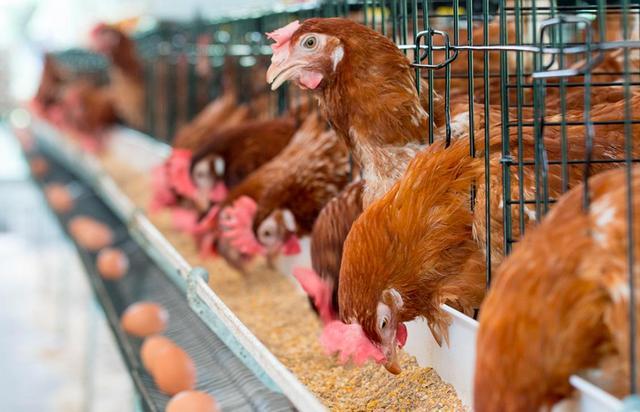 冬季蛋鸡饲养管理需要注意些什么,海兰褐商品代蛋鸡饲养管理手册