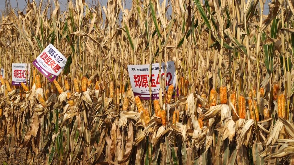 获嘉县大豆玉米复合种植补贴,河南大豆玉米复合种植