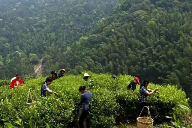 闽茶，yyds！8大名茶被国家看中，福建就占了2个
