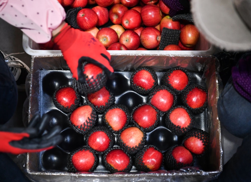 小苹果扶贫致富,小苹果脱贫大产业