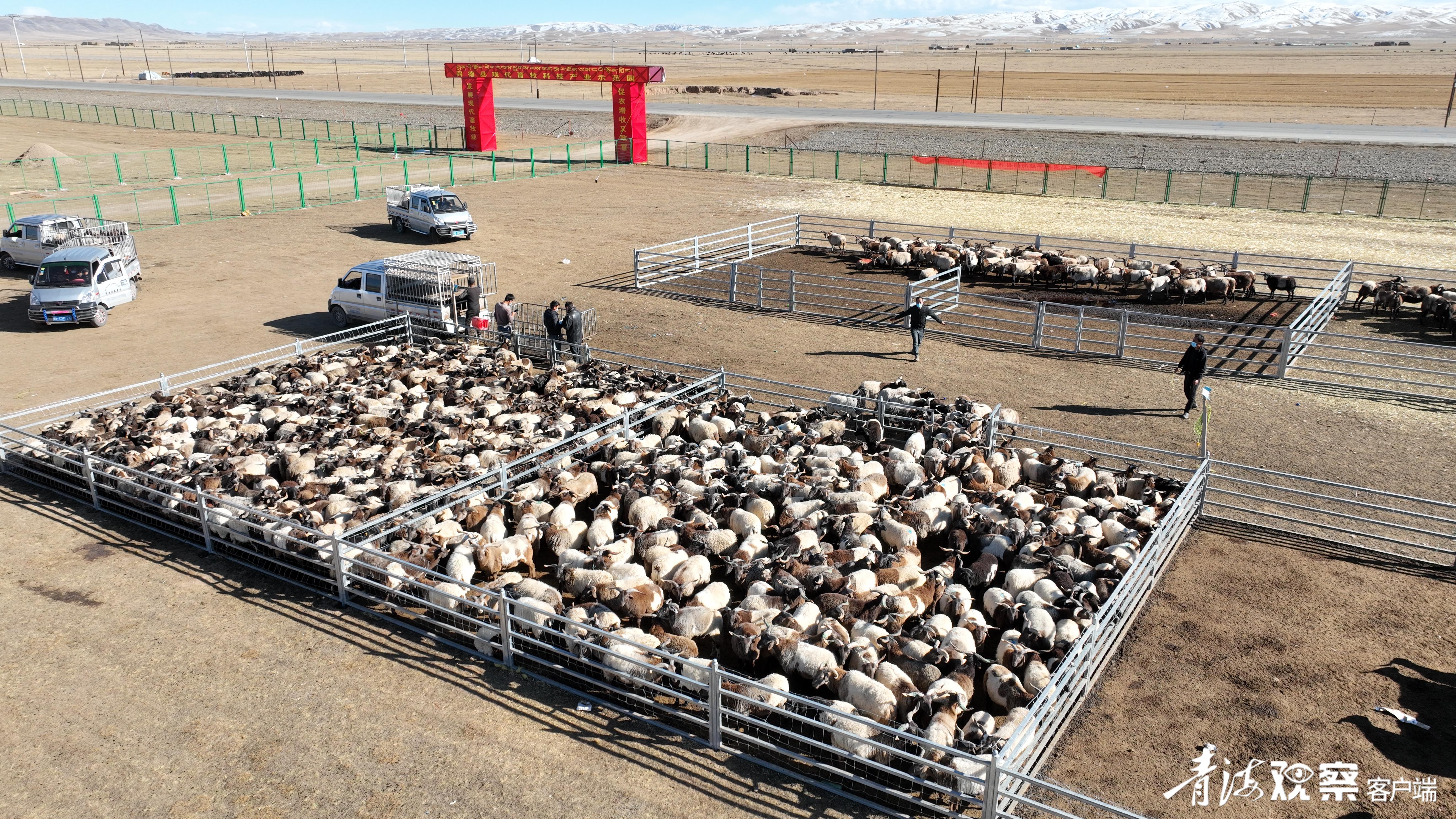 换着“法儿”卖牛羊