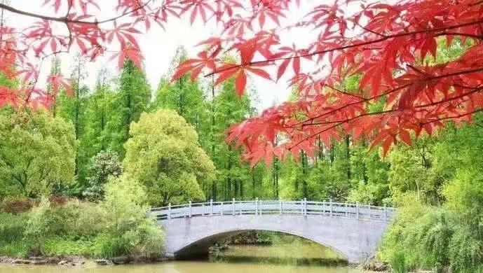 上海赏枫最佳去处,上海本地赏枫最佳地方