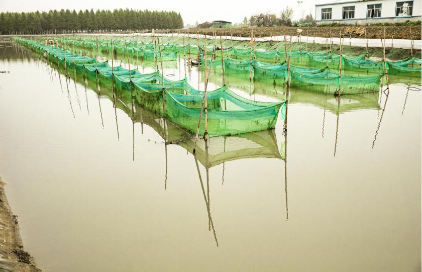 微山湖大闸蟹养殖方法视频,阳澄湖大闸蟹亩产量一般多少斤