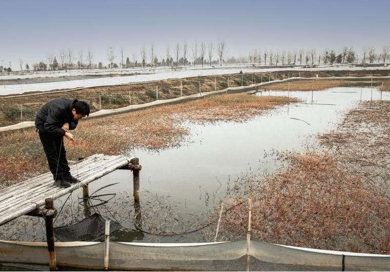 微山湖大闸蟹养殖方法视频,阳澄湖大闸蟹亩产量一般多少斤