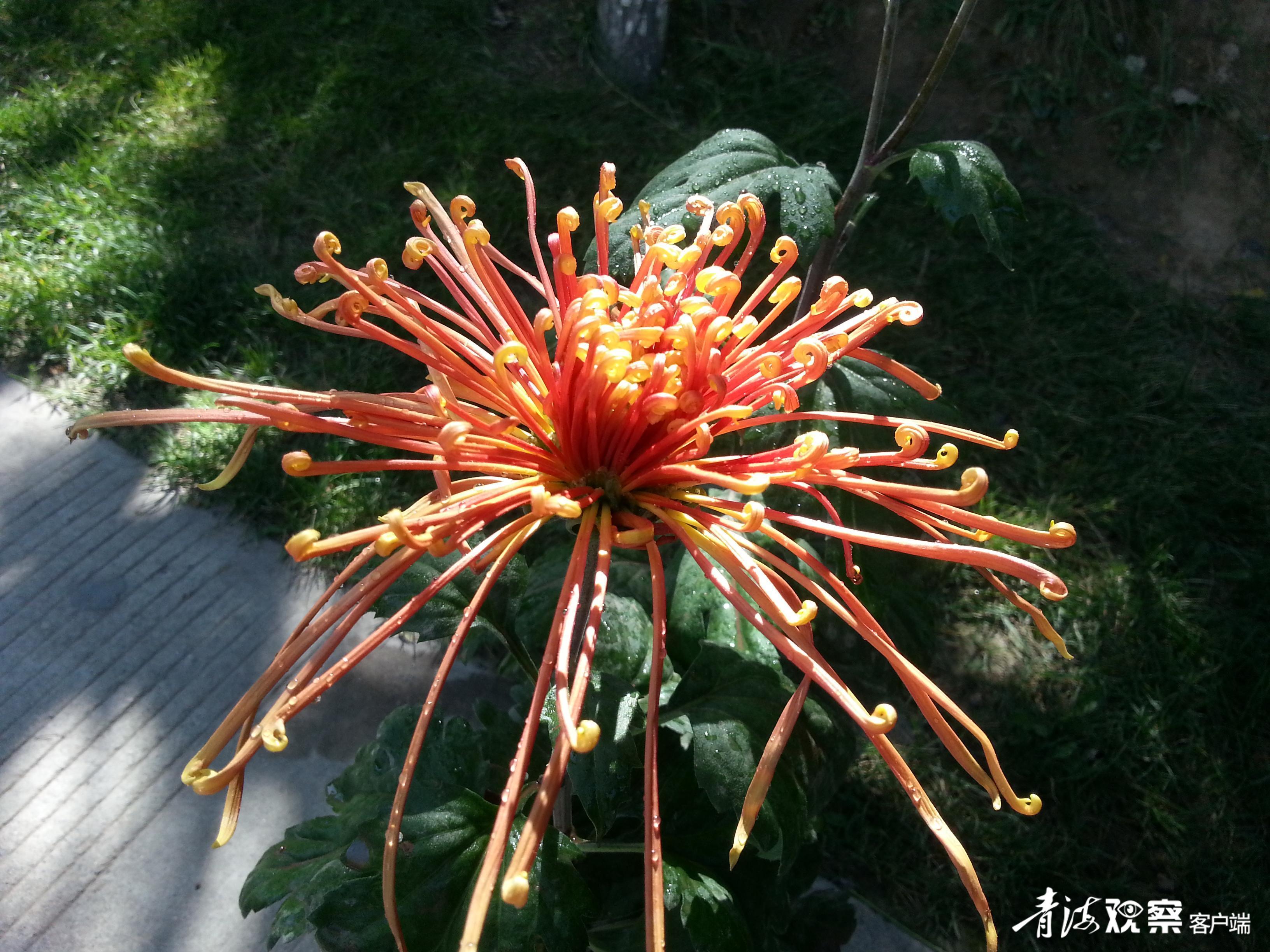 声声慢以菊喻人,声声慢伊菊唱段