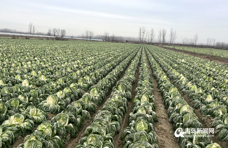 爱心助农梨滞销,爱心助农蔬菜滞销