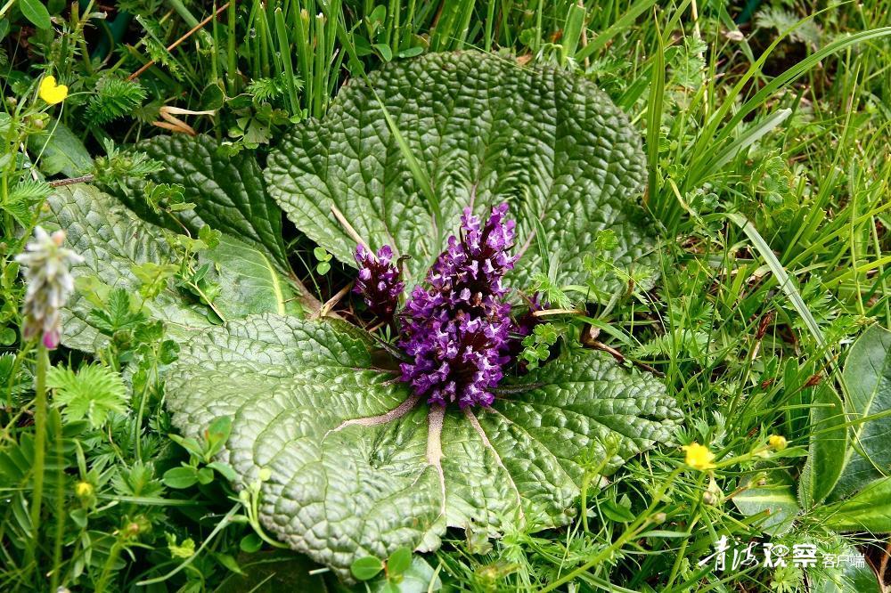 高原上的各种花真是太美了 (高原上的各种美丽花)