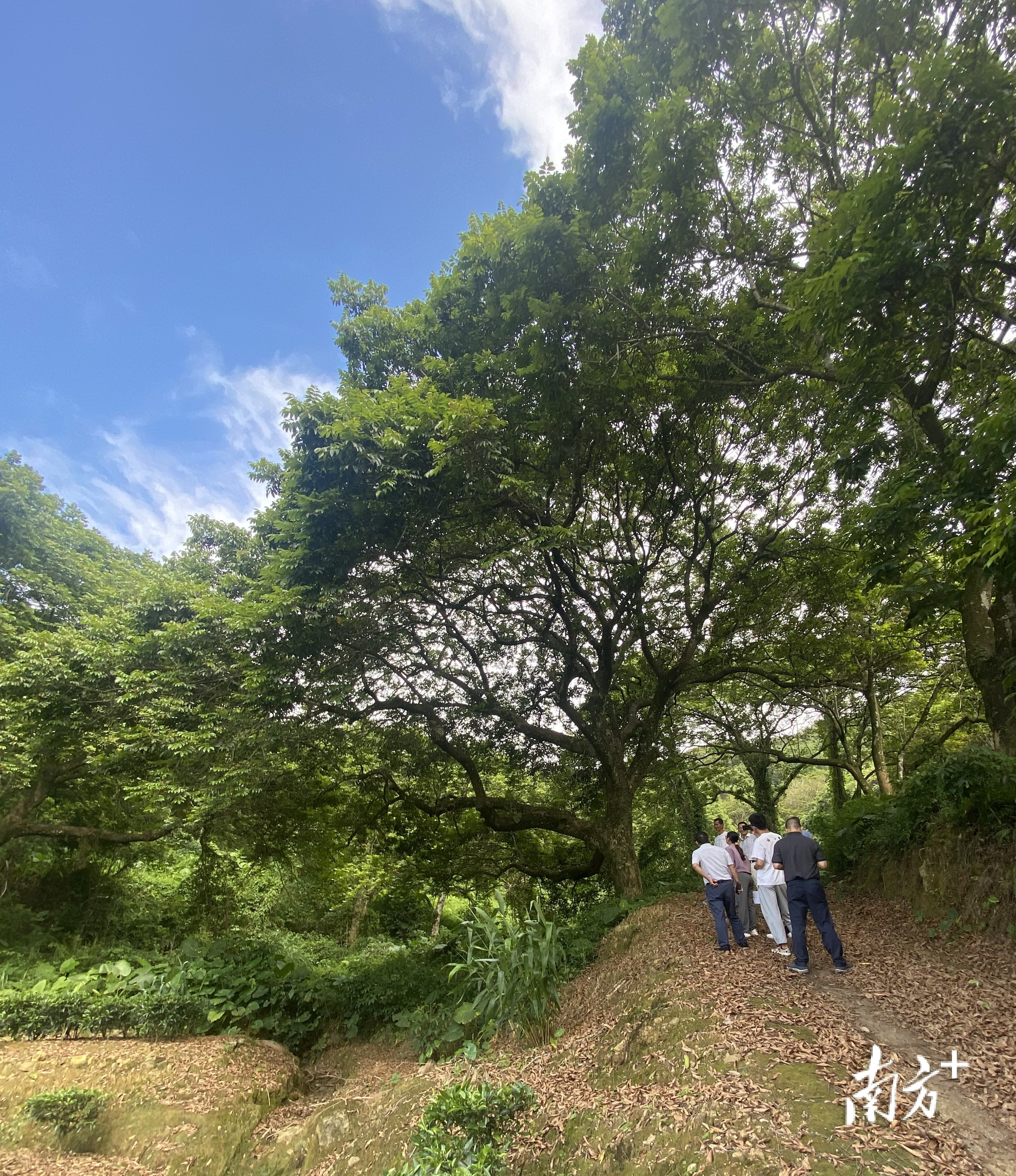 普通橄榄与三捻橄榄的区别,市面上好吃的橄榄有几个品种