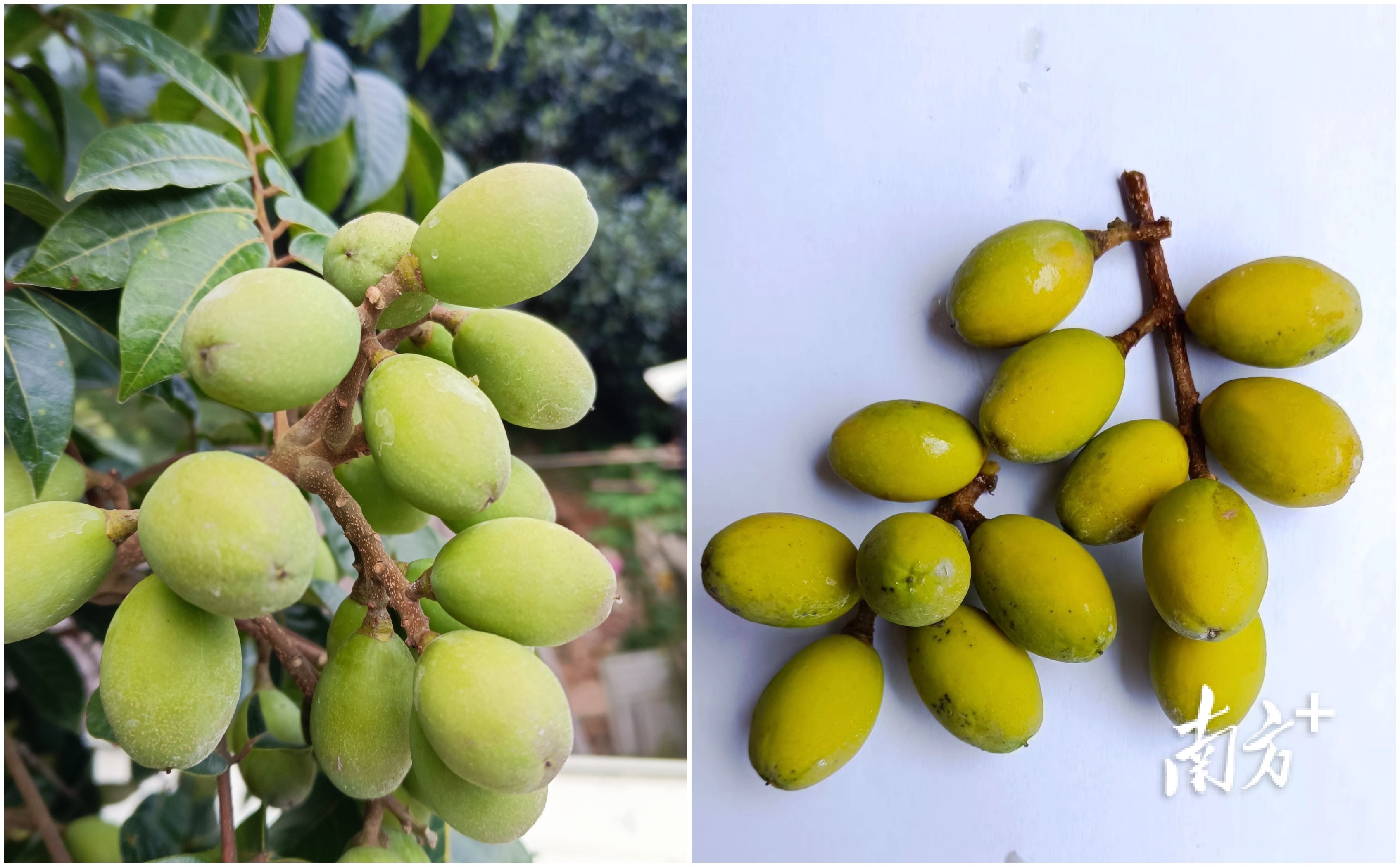 市面上好吃的橄榄有几个品种,橄榄的种类和区别