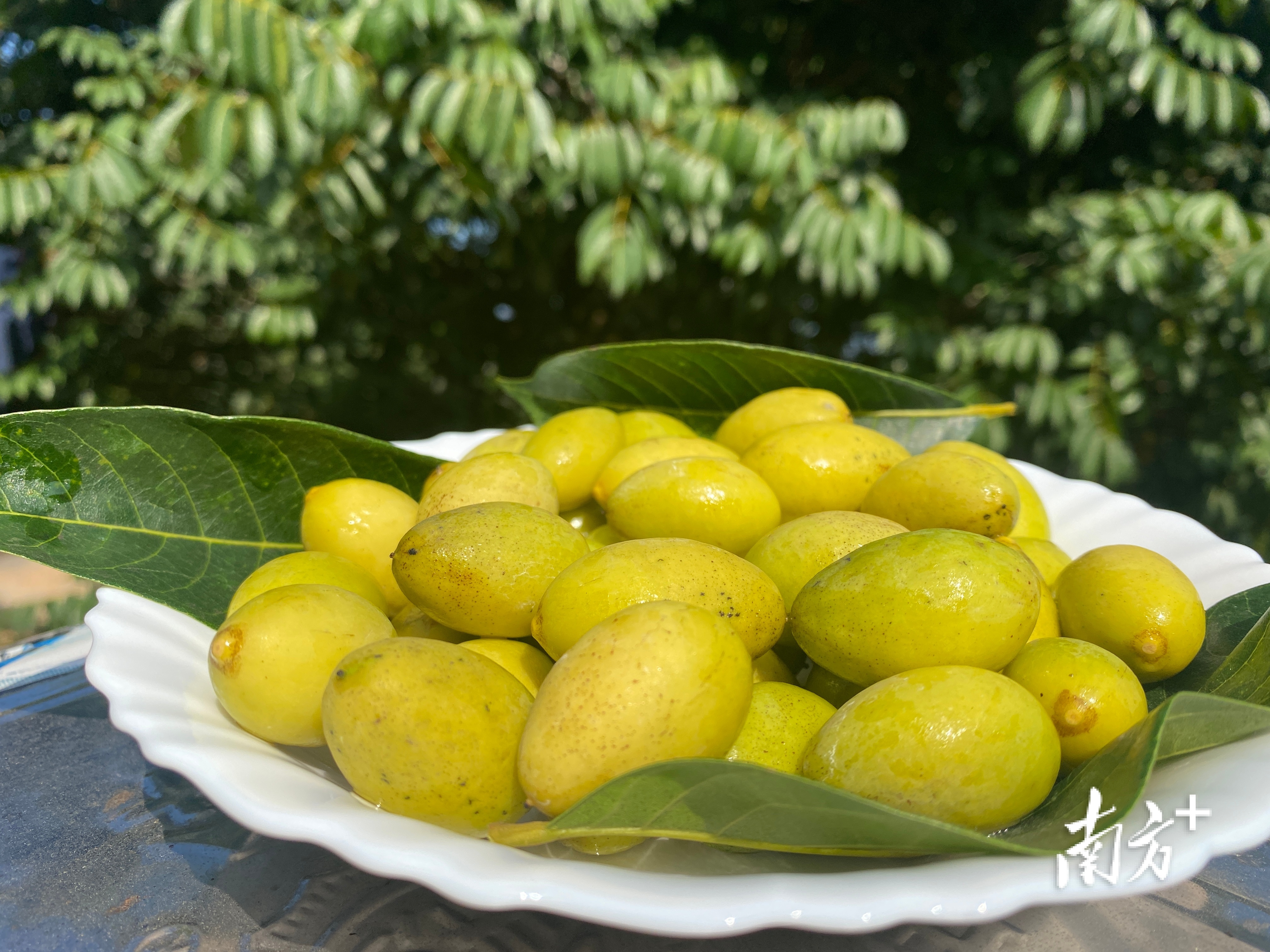 普通橄榄与三捻橄榄的区别,市面上好吃的橄榄有几个品种