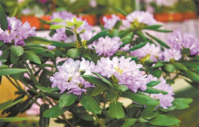 元旦节刊·花市|花如海人如潮，行过花街才过年