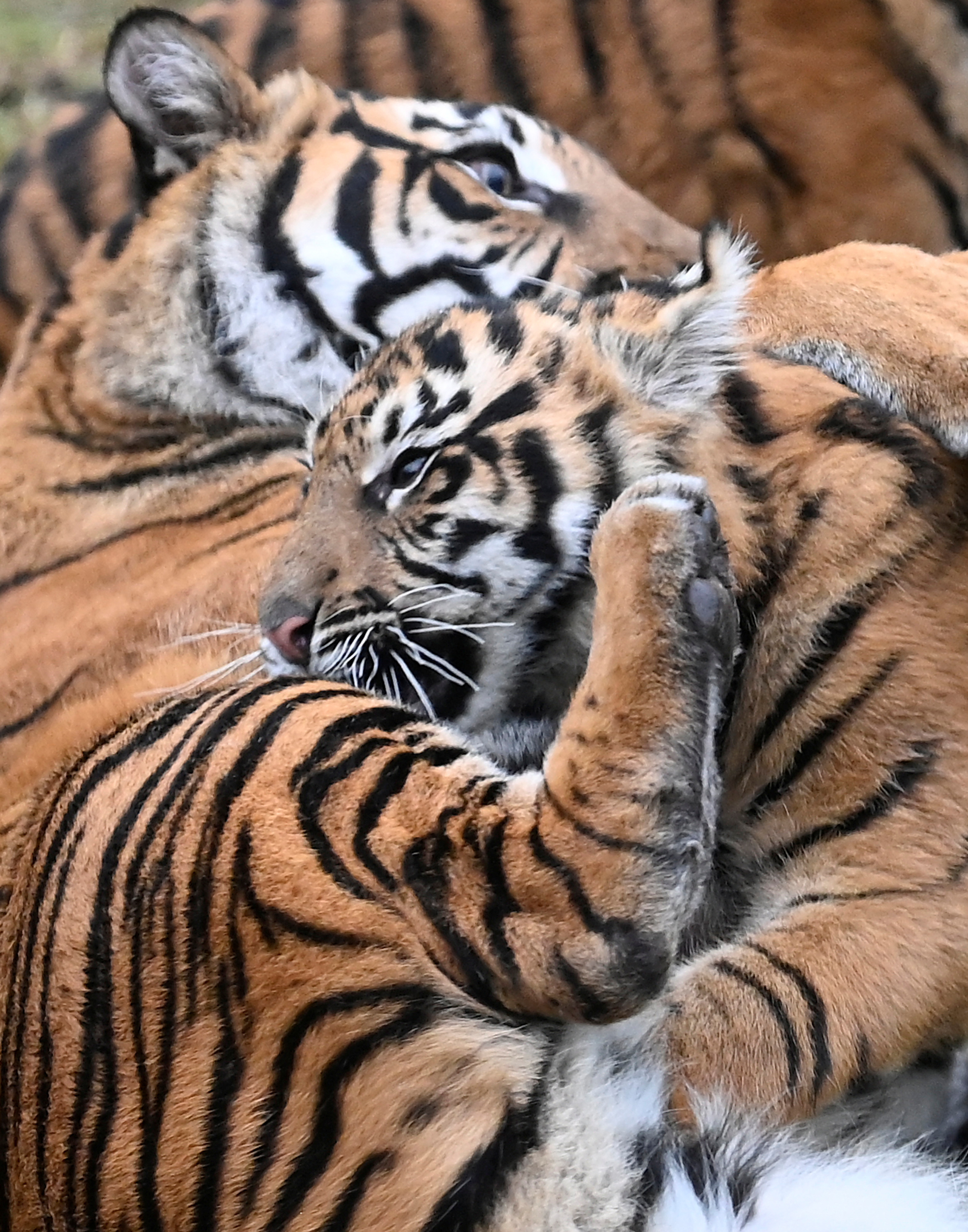 伦敦动物园动物大盘点,欧洲伦敦动物园