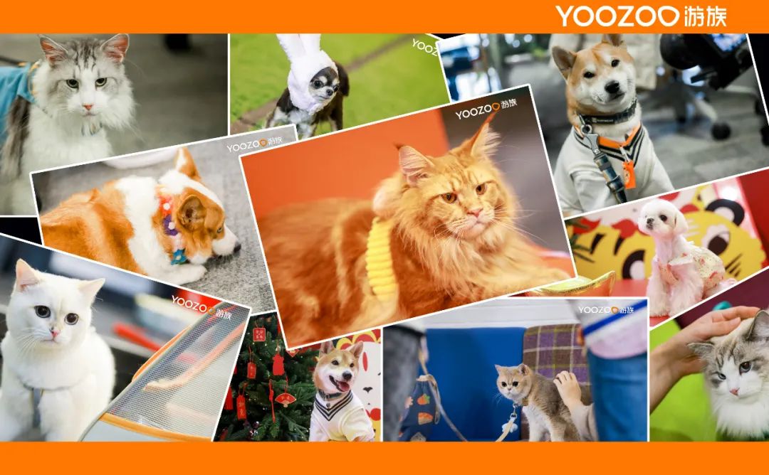 游族网络年会直播视频,游族网络北京