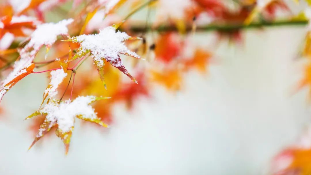 兔年每月有几个节气,兔年1月份日历