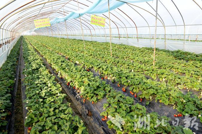 四季春农业园草莓采摘,云海生态草莓采摘园