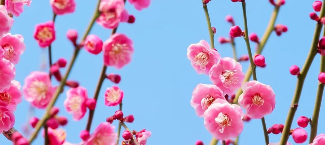 合肥最美赏梅地,合肥春季周边自驾一日游最佳路线