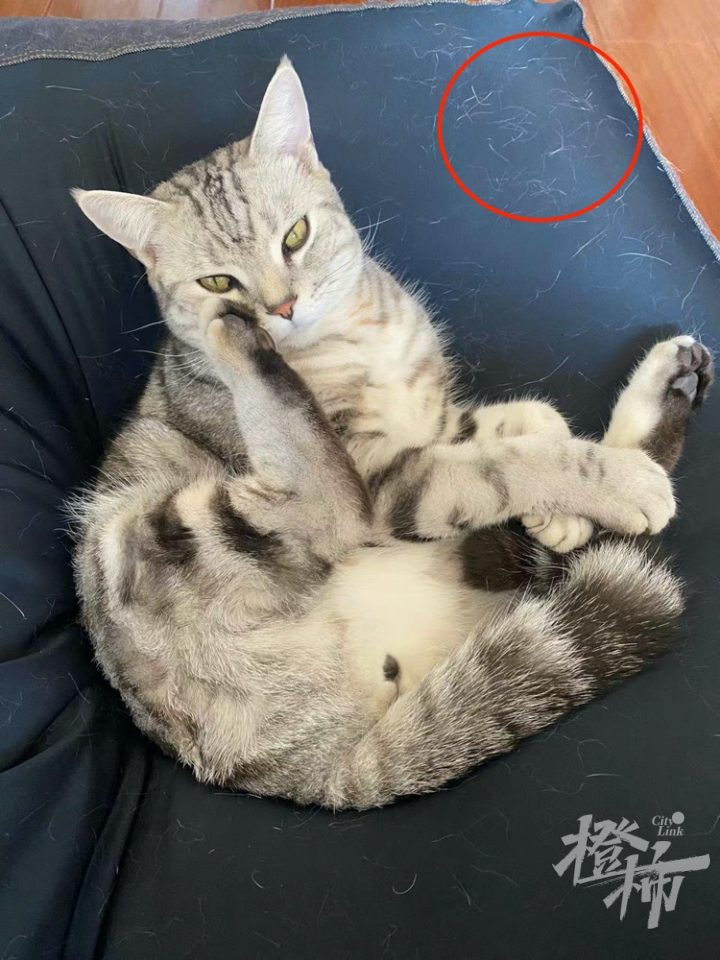 毛孩子掉毛如何处理,毛孩子掉毛怎么清理