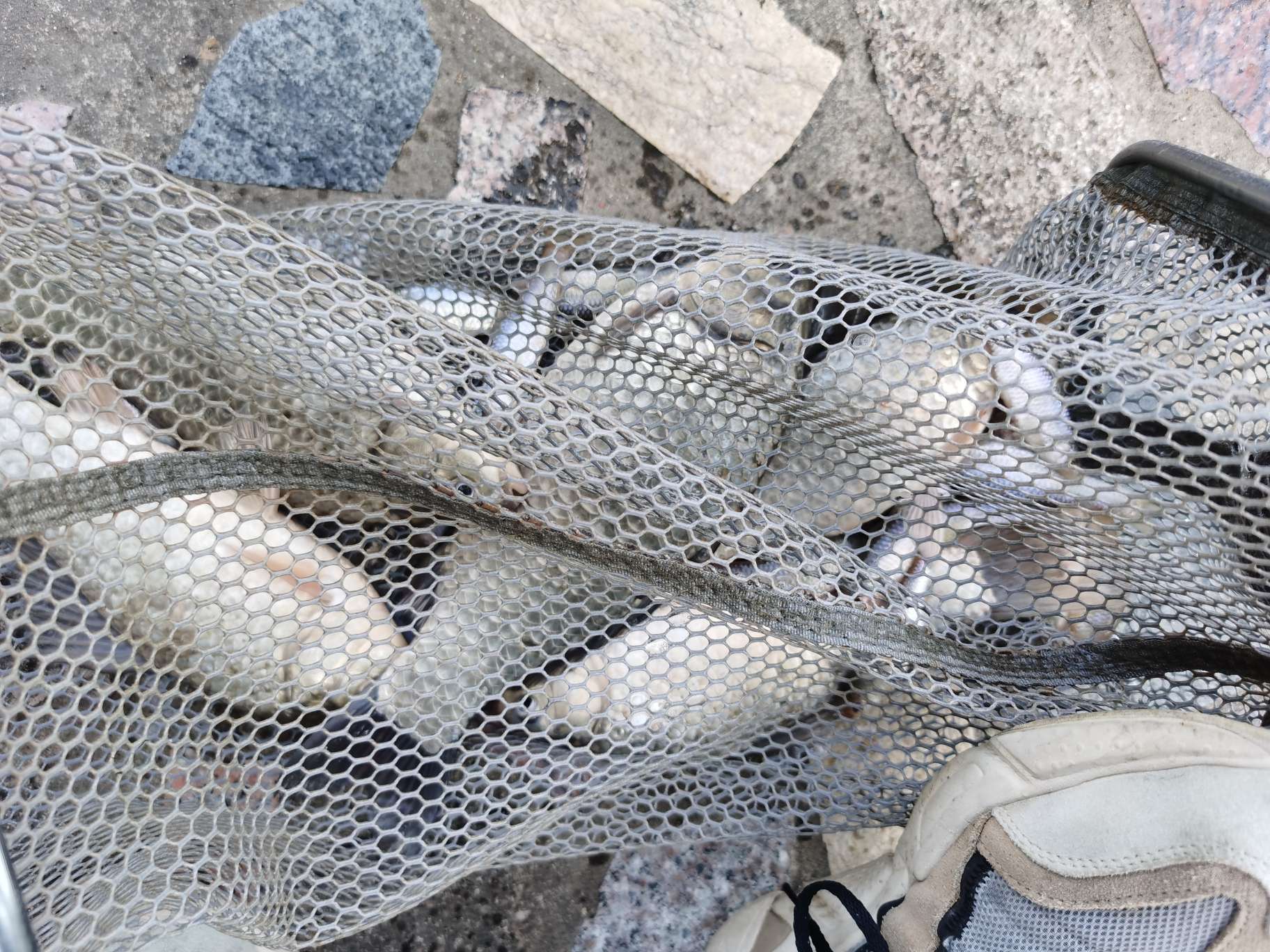 无双鲤刚劲版钓鱼竿,无双鲤典藏版鱼竿什么样