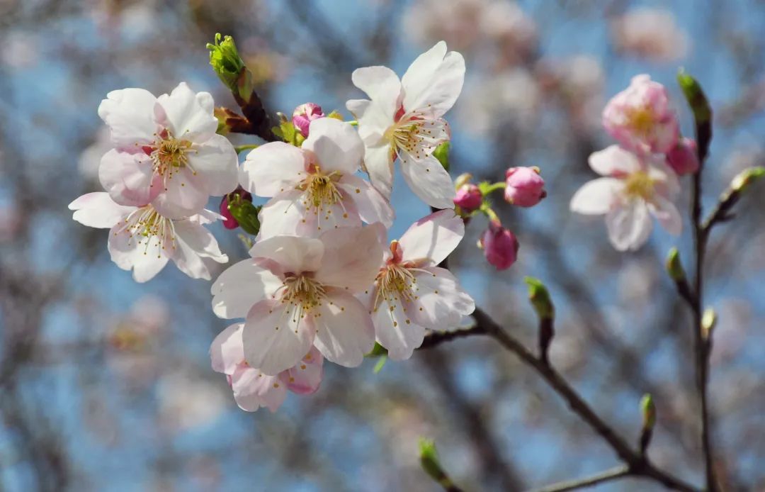 春季赏樱指南,赏樱技巧