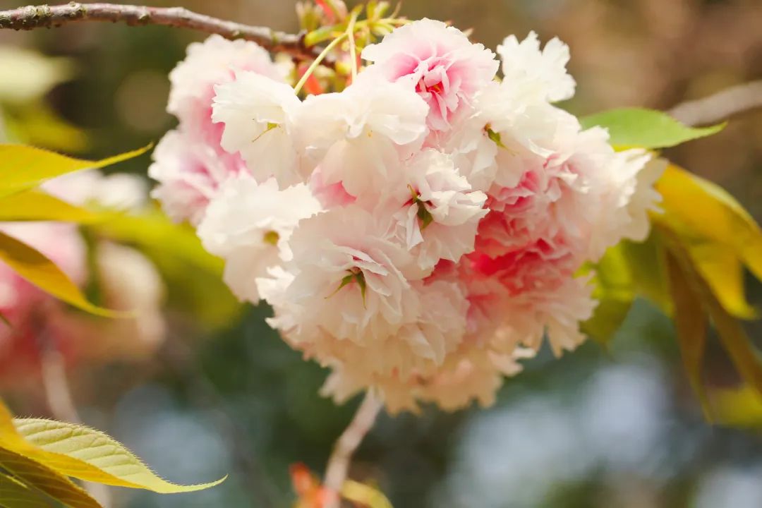 春季赏樱指南,赏樱技巧