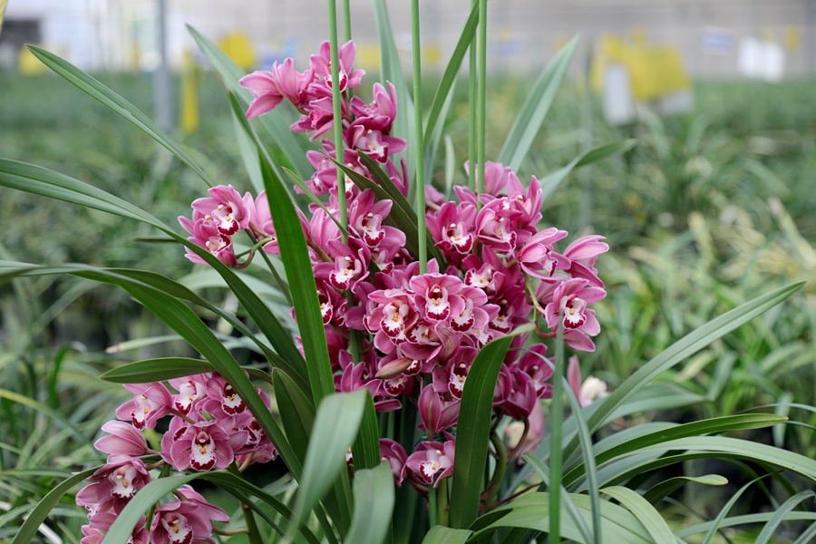 福建南靖兰花触“网”香飘致远绽放“美丽经济”