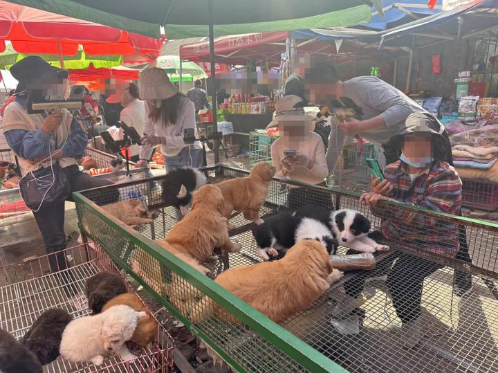 关于宠物行业经营乱象的新闻,宠物乱象