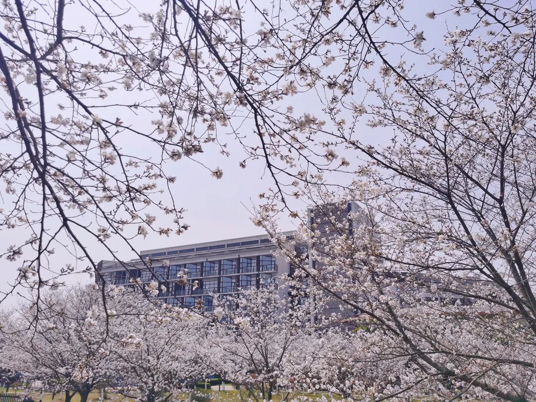 荆州赏樱,中国十大赏樱胜地最值得去的