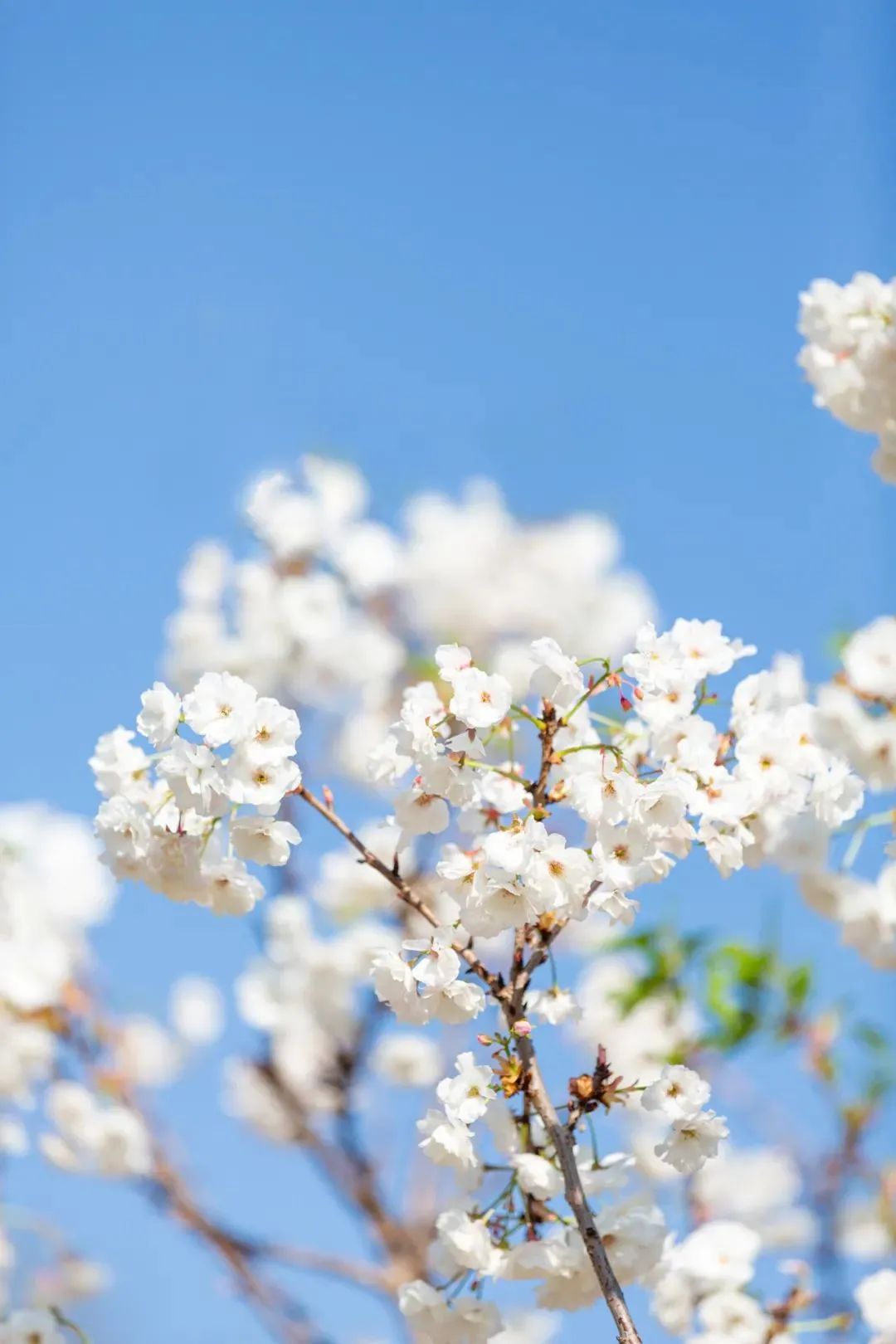荆州赏樱,中国十大赏樱胜地最值得去的