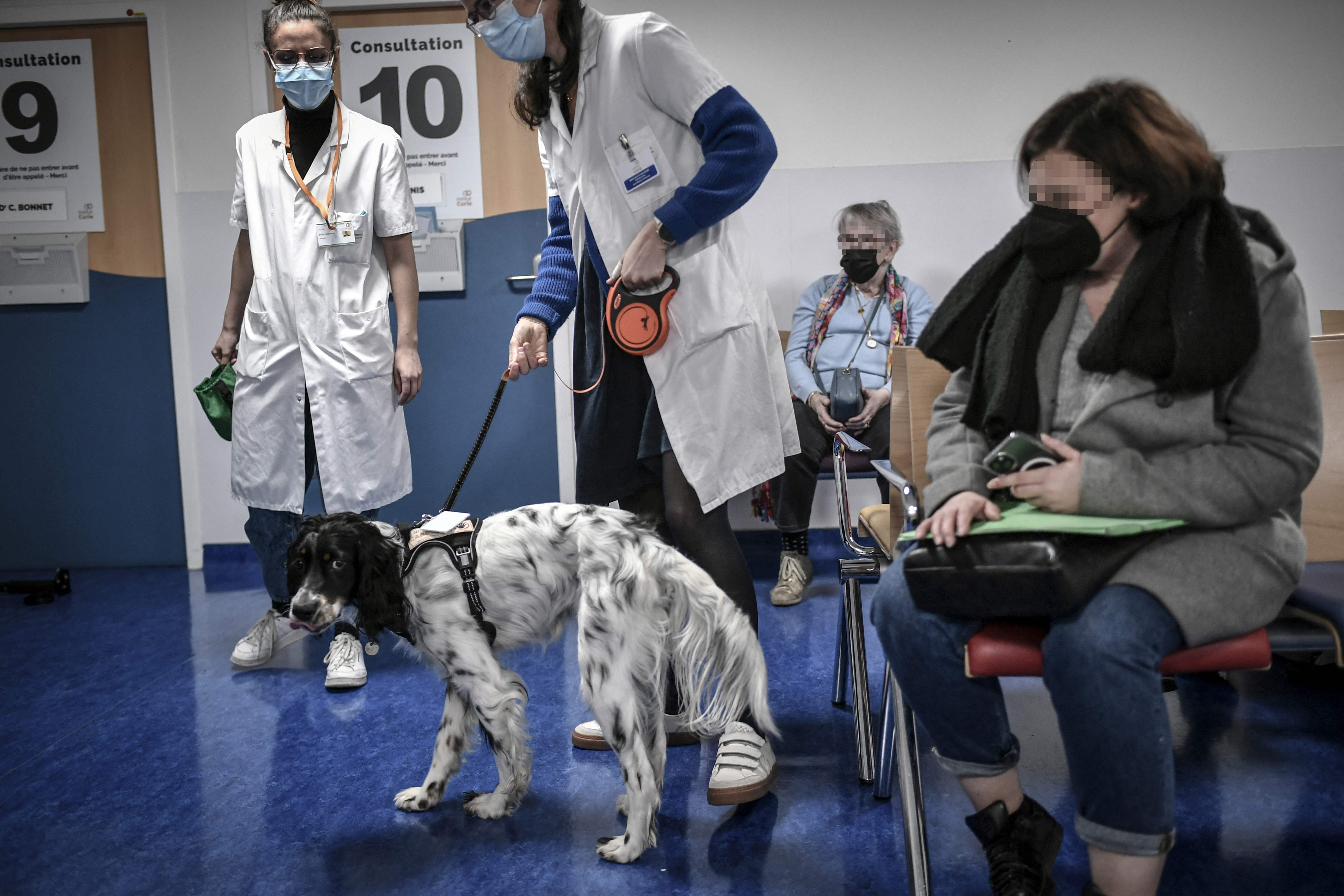 （外代一线）巴黎：帮助癌症患者的狗狗“医生”