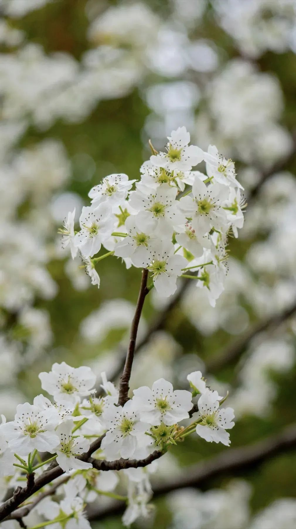 春日赏花先识花，识花先看这一篇~