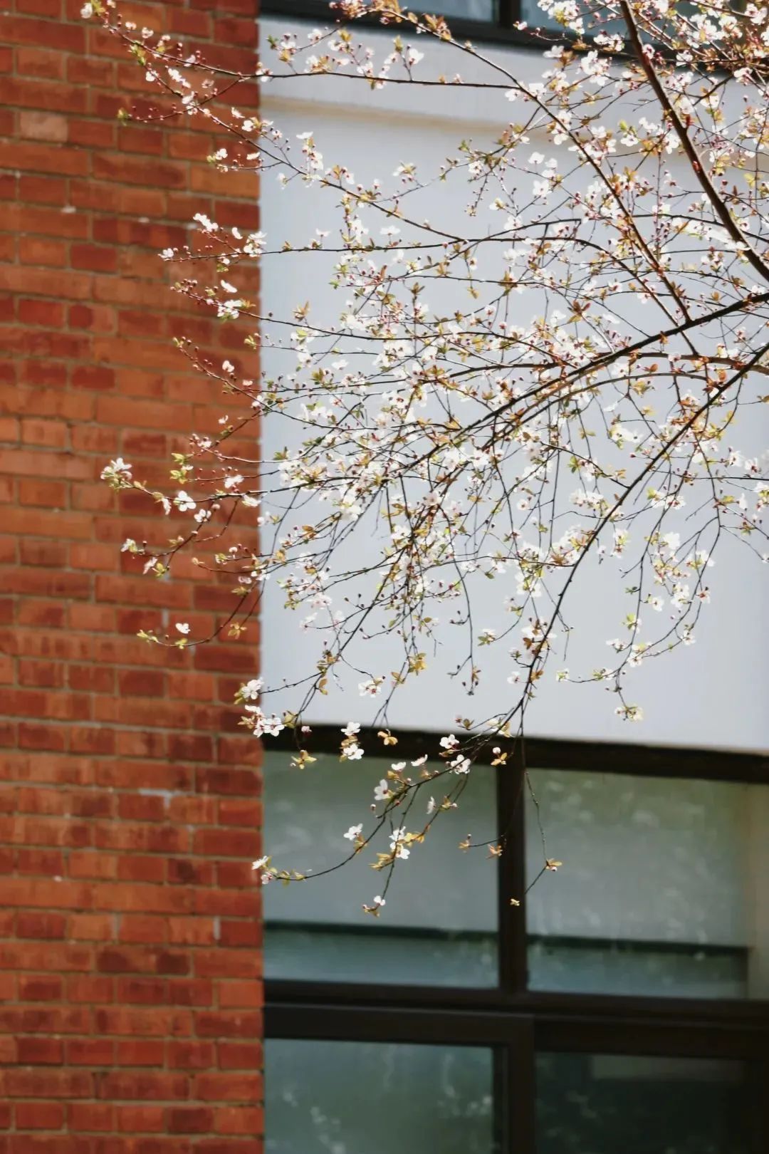 春日赏花先识花，识花先看这一篇~