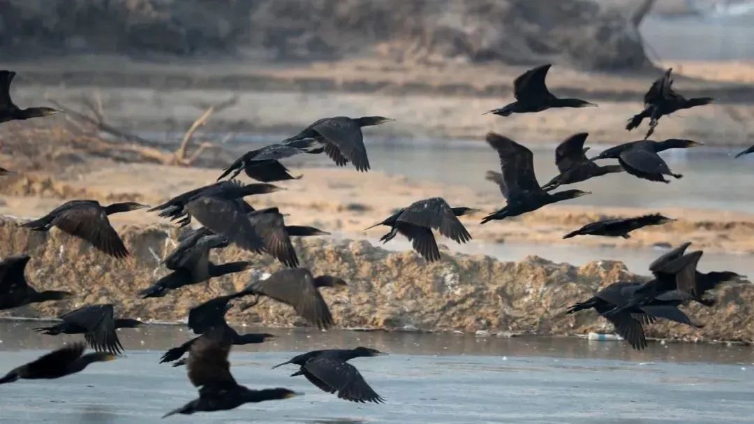 大雁图片真实照片,大雁的真实图片大全