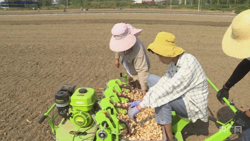 邳州大蒜产业园,邳州大鸿图