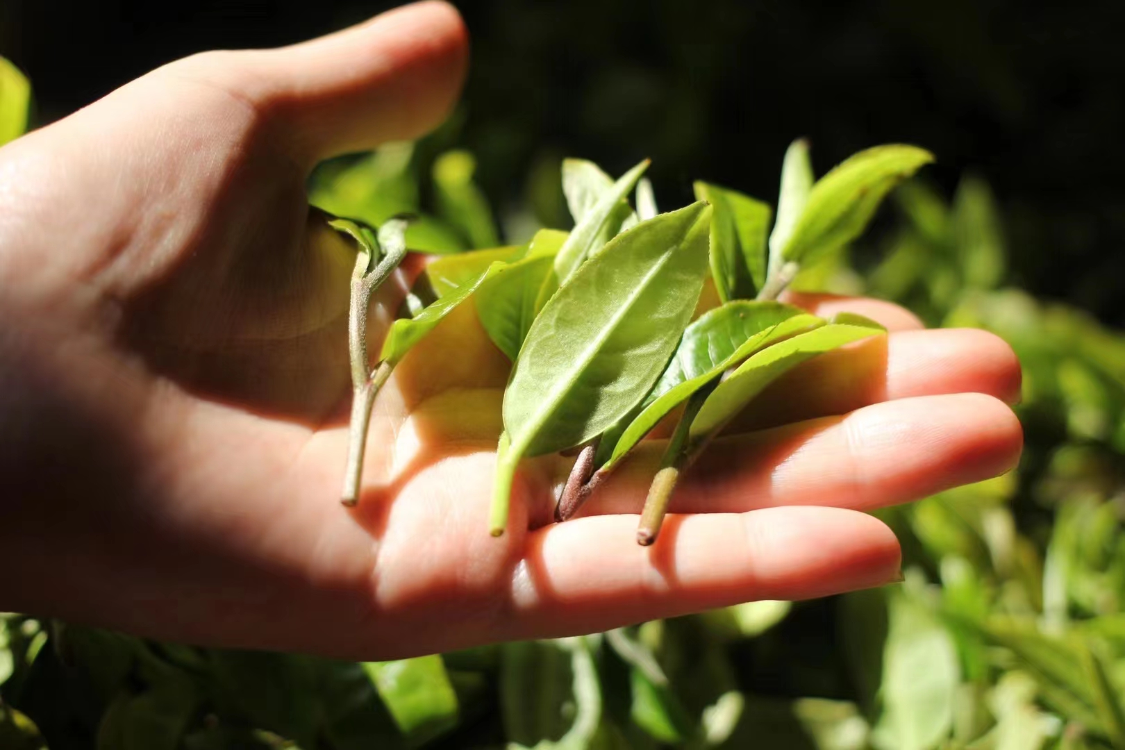 春茶集中开采尝鲜最好再等等,春茶即将开采欢迎来实地考察