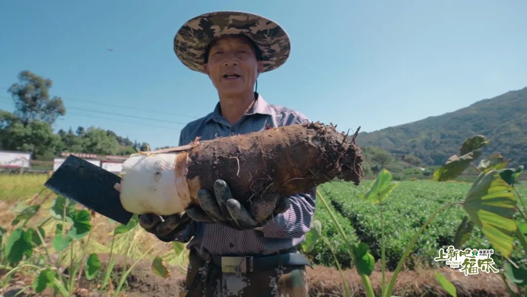 福鼎槟榔芋哪里的特产,福鼎槟榔芋主要产区