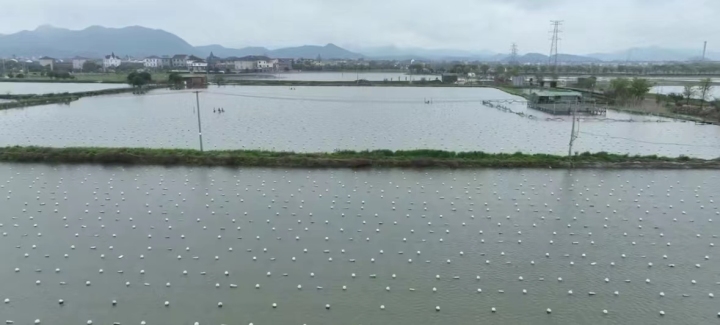 珍珠价格疯涨是真涨还是泡沫,珍珠为什么卖得比黄金还贵