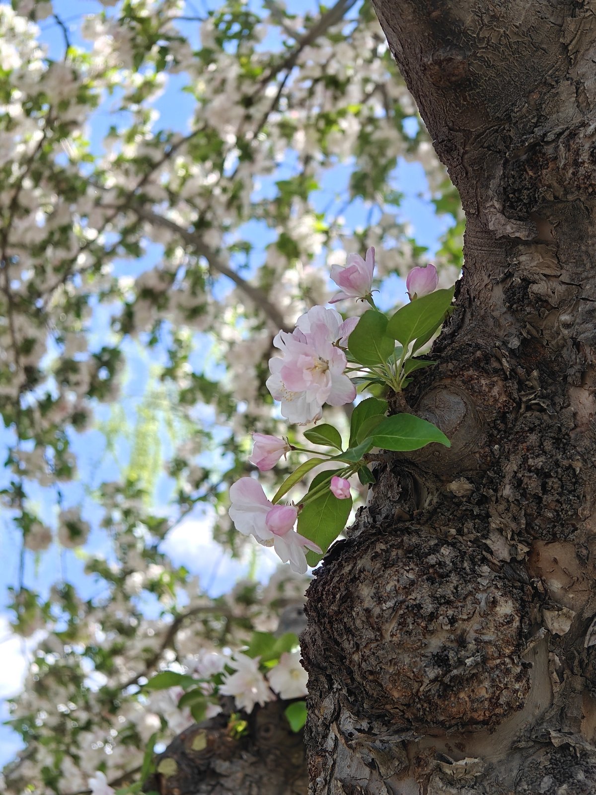 oppofindx6pro,oppofindx6pro鐪熷疄浣撻獙鎷嶇収