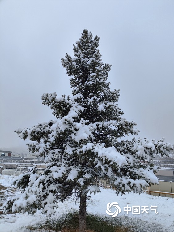 北方多地四月飞雪一组图看各地白雪覆盖穿越回隆冬