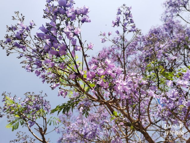 昆明的风景真的是美极了,感受云南昆明一道美丽的风景线