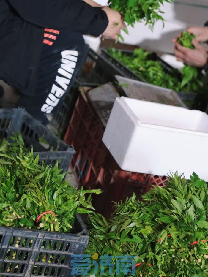 把路边草变成财富链，章丘这位新农人年入800万