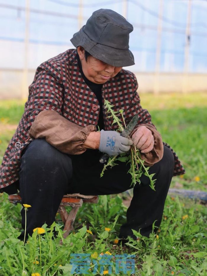 把路边草变成财富链，章丘这位新农人年入800万