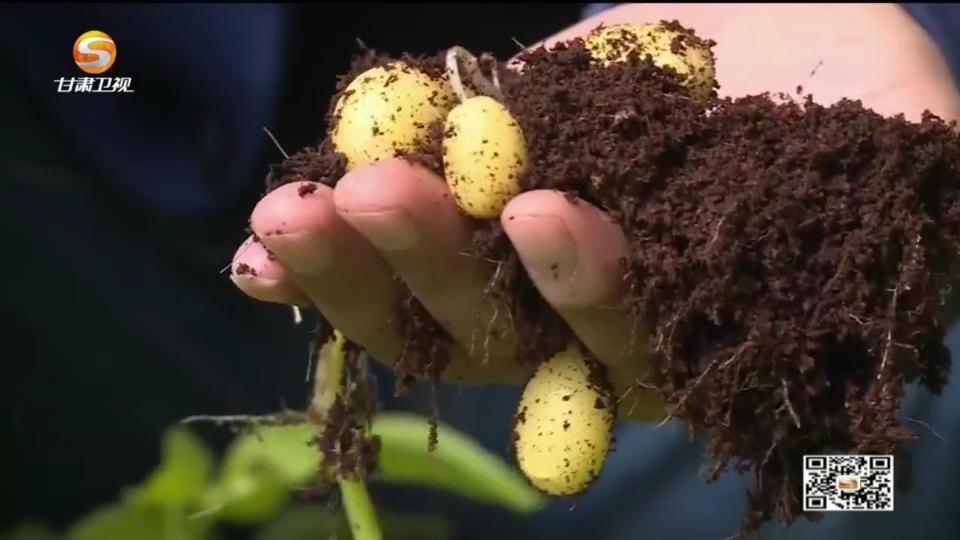 《今日聚焦》——寻找土特产变身金饭碗的路径（一）土豆的“魔法”