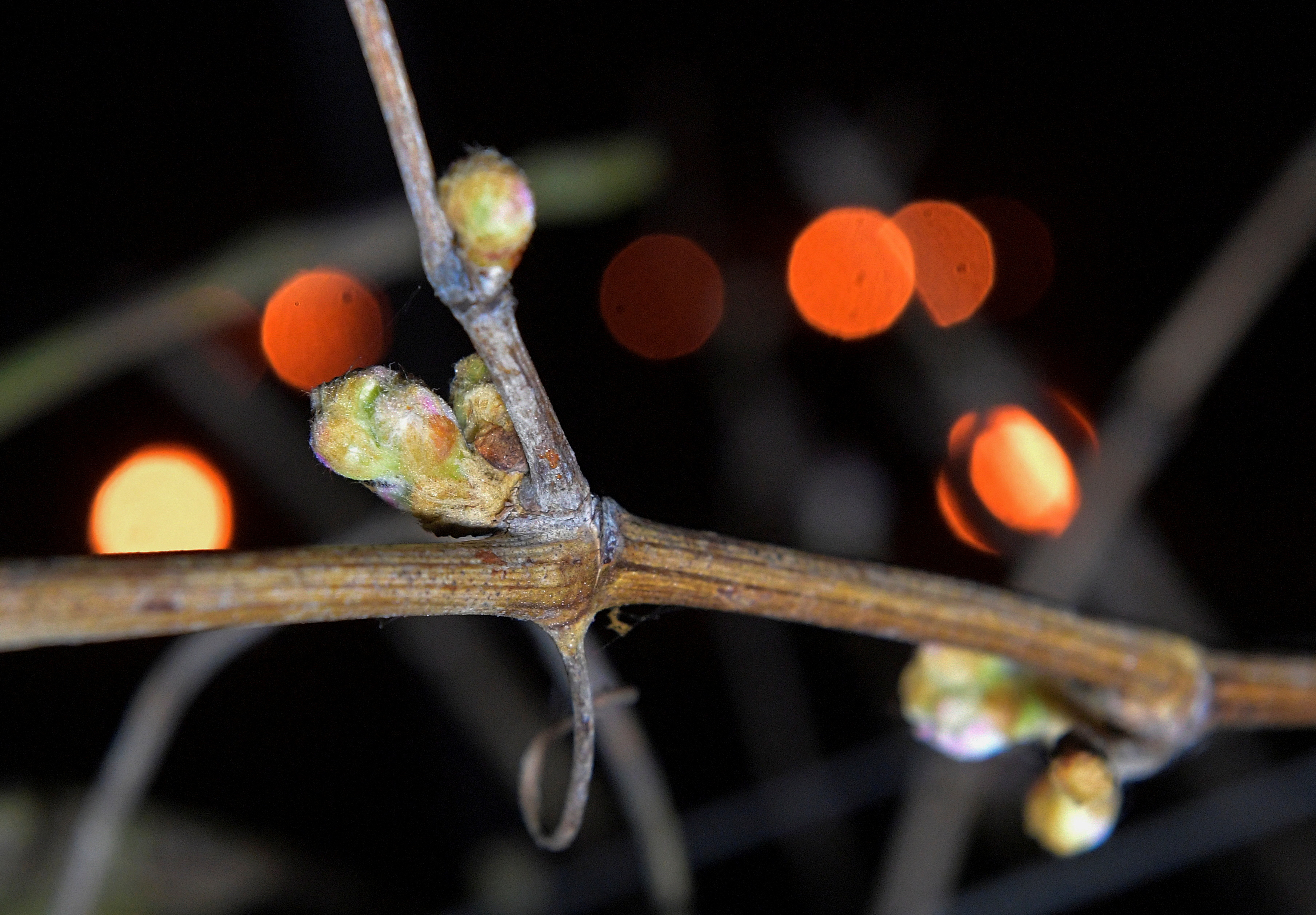 外代一线维也纳,外代一线西班牙