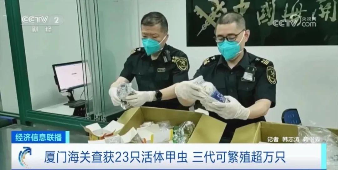 海关截获多只活体甲虫,160只活体昆虫被海关查获助眠