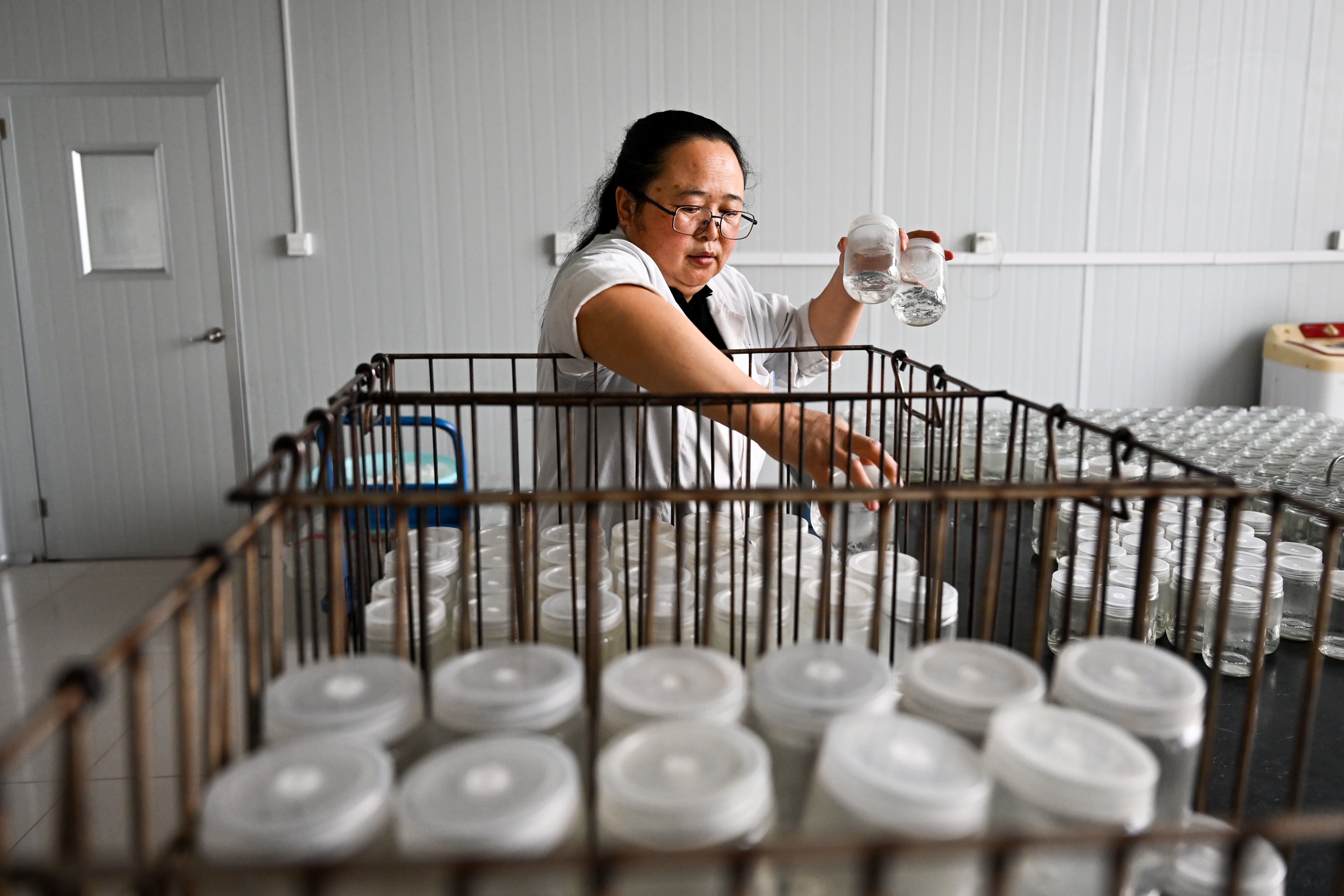 马铃薯脱毒苗生产的主要环节,试述马铃薯脱毒苗生产的主要环节