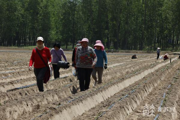 盐城响水：特色农业串起黄河故道富民产业链